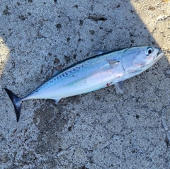 マルソウダの釣果