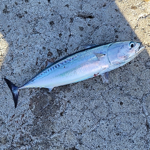 マルソウダの釣果