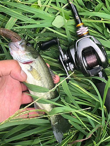 ブラックバスの釣果