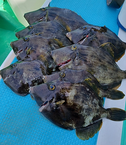 カワハギの釣果