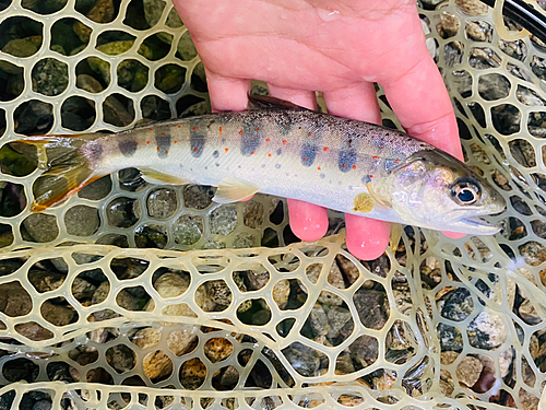 アマゴの釣果