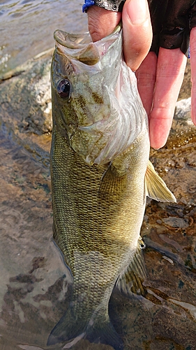 スモールマウスバスの釣果