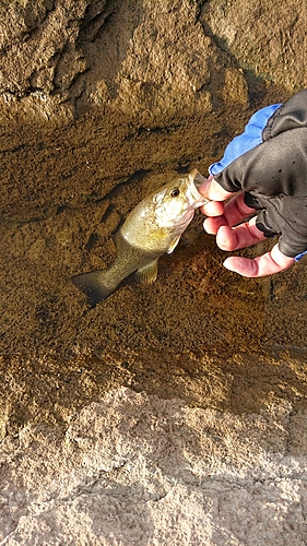 スモールマウスバスの釣果