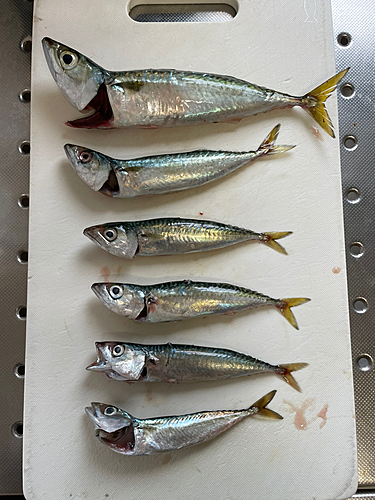 サバの釣果