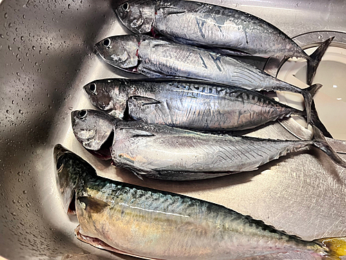 ソウダガツオの釣果