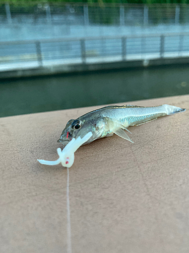 マハゼの釣果