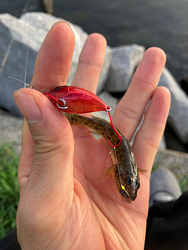 マハゼの釣果