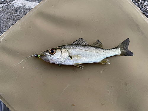 セイゴ（マルスズキ）の釣果