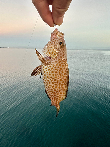 オオモンハタの釣果