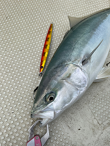 ハマチの釣果