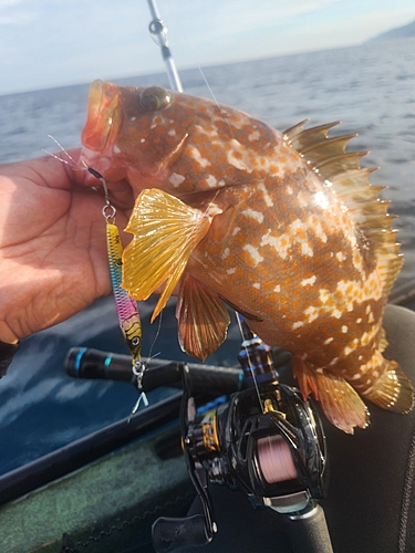 キジハタの釣果