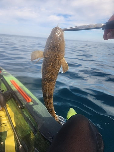 マゴチの釣果