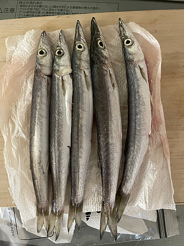 カマスの釣果