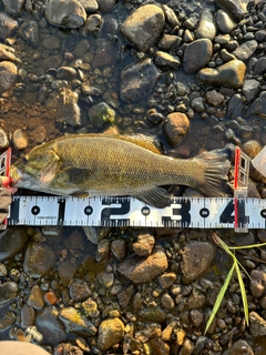 スモールマウスバスの釣果