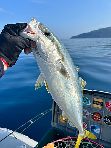 ハマチの釣果