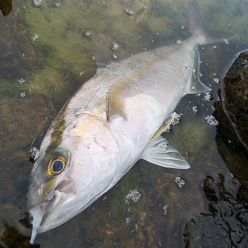 カンパチの釣果