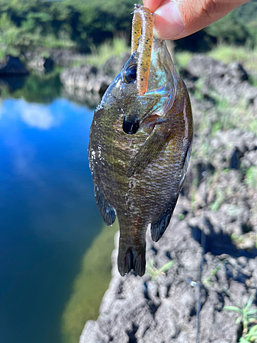 ブルーギルの釣果