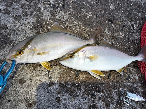 ショゴの釣果