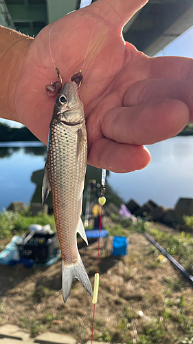 ニゴイの釣果