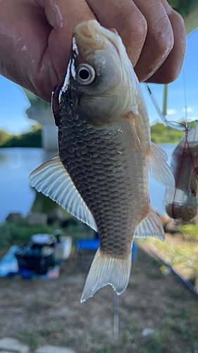 ギンブナの釣果