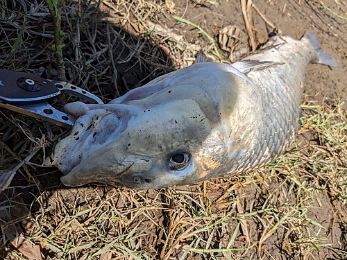 ニゴイの釣果