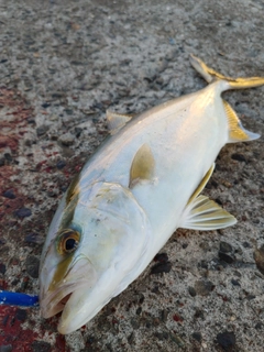 ショゴの釣果