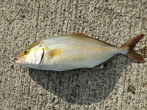 ショゴの釣果