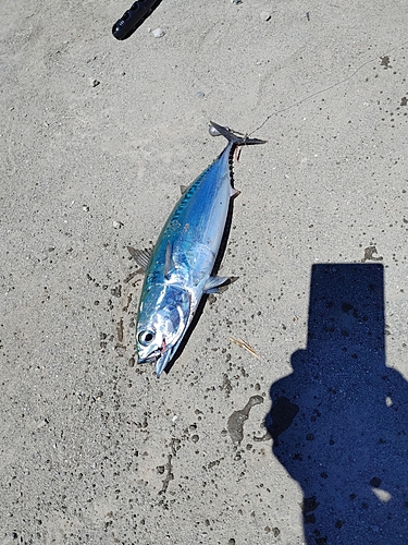 ソウダガツオの釣果