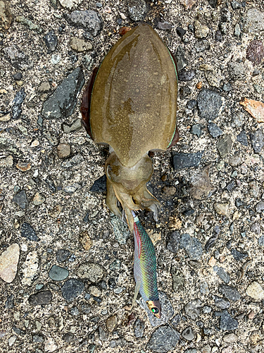 コウイカの釣果