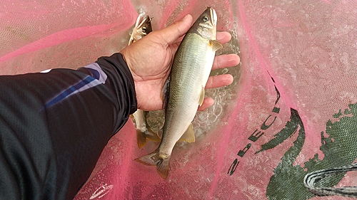 アユの釣果