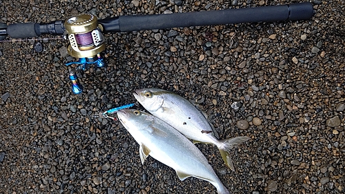 ショッコの釣果