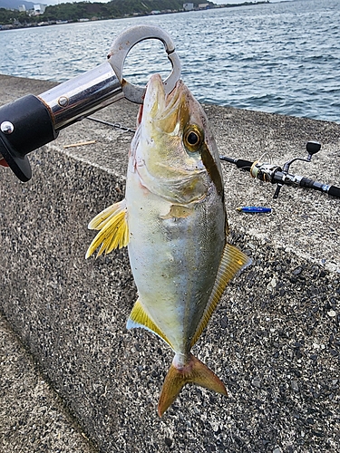 ネリゴの釣果