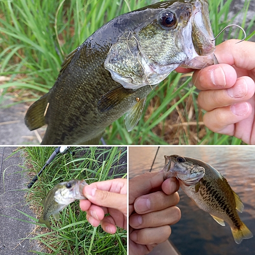 ブラックバスの釣果