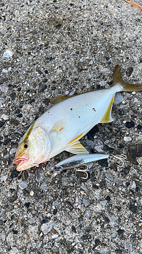 ショゴの釣果