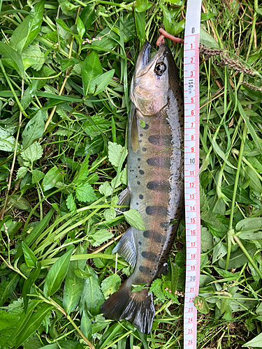 トラウトの釣果