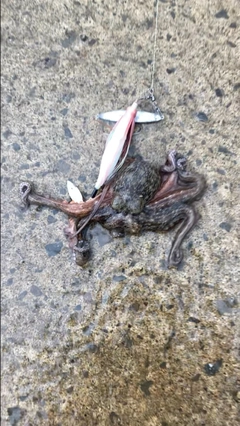 タコの釣果