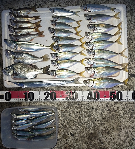 アジの釣果