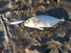 ショゴの釣果