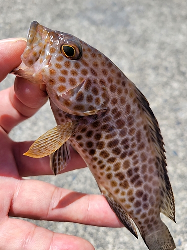 オオモンハタの釣果