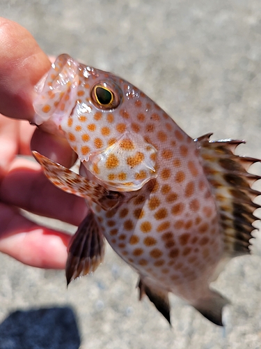 オオモンハタの釣果