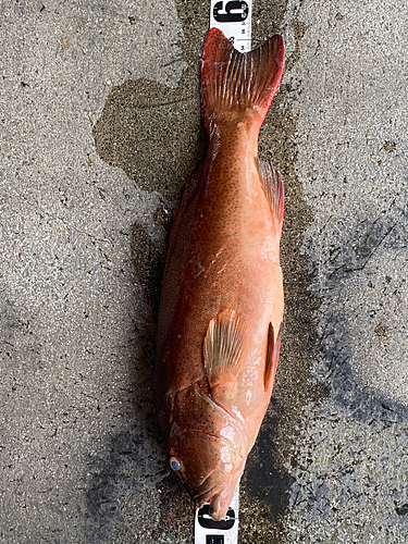 アカジンミーバイの釣果