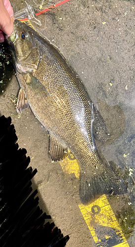 スモールマウスバスの釣果