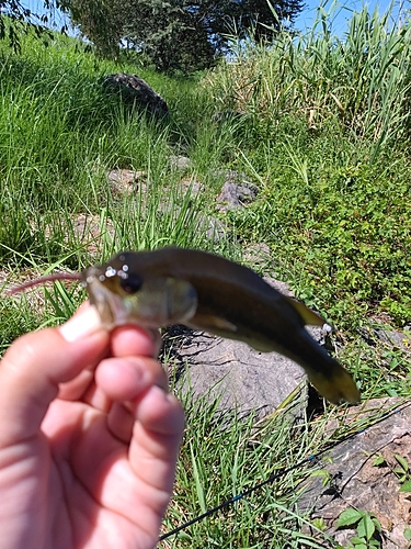 釣果