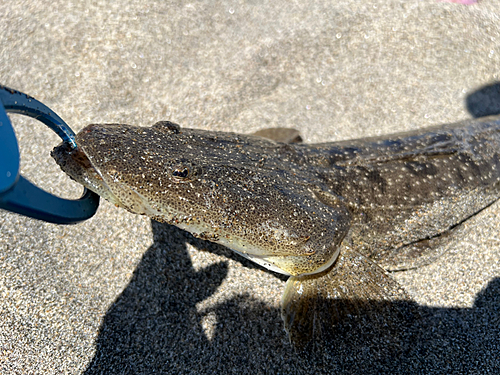 マゴチの釣果