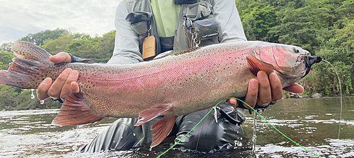 ニジマスの釣果