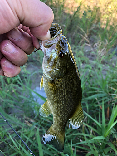 スモールマウスバスの釣果