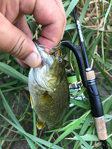 スモールマウスバスの釣果