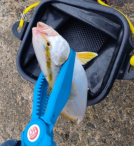 ショゴの釣果