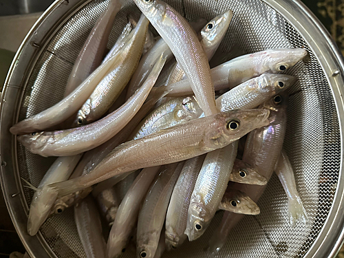 キスの釣果