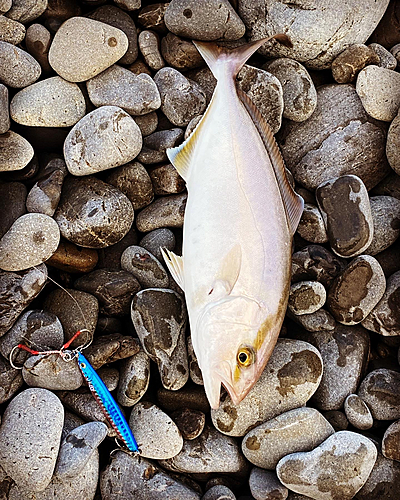 カンパチの釣果